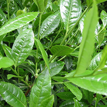 茶葉養生文化現狀