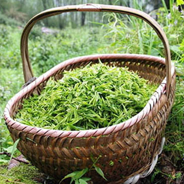 茶葉洗頭可治療脫發(fā)